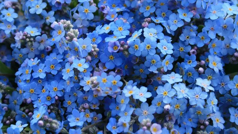 Floarea de Nu-mă-uita nu este doar frumoasă! Efectele ei terapeutice sunt, pur și simplu, uimitoare