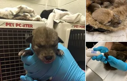 Credea că a dat peste un pui de câine. Când colo, în fața lui era un animal extrem de periculos!