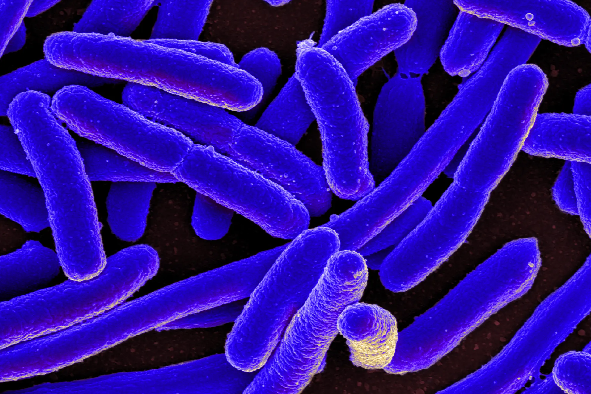 Bacteriile care produc electricitate pot fi cheia către un viitor mai curat