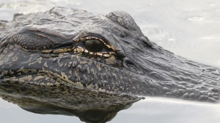 Crocodili