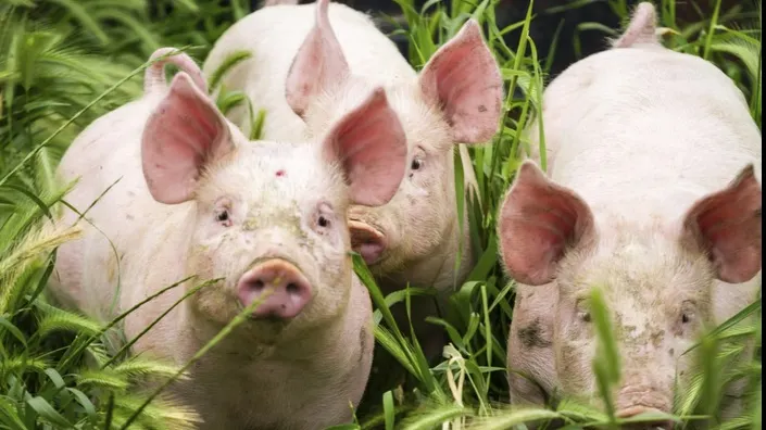 Afacere cu porci din focarul de pestă