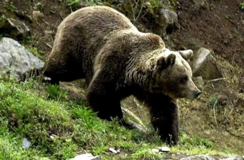 A rămas fără un picior, după ce a fost atacat de urs