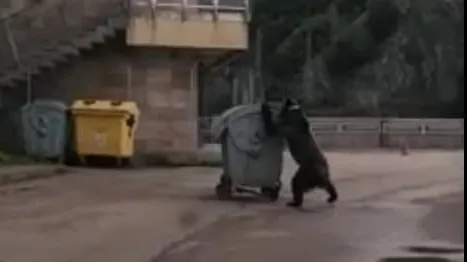 Imagini incredibile pe Transfăgărăşan! Ce a făcut un urs cu un tomberon? (VIDEO)