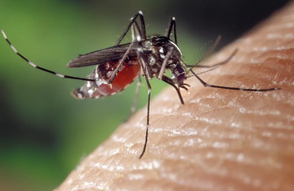  Plantele care alungă țânțarii și insectele nedorite 