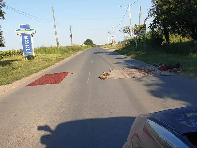 În Teleorman, pesta porcină este combătută prin metoda „modernă” a covorului întins pe șosea