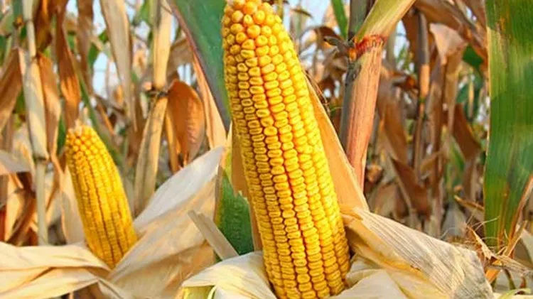 Comisia UE ne suspectează că am ”umflat” producția agricolă. ”Daea nu minte”, spune Daea