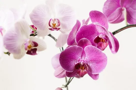 Ce faci cu tija de la orhidee după ce au căzut toate florile: o tai sau o păstrezi?
