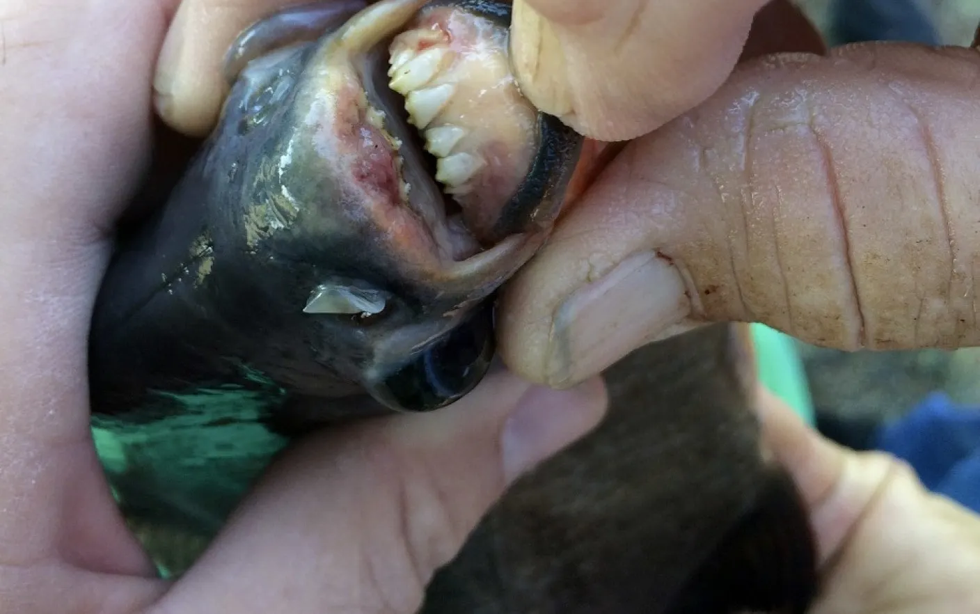 Misterul "peştelui Piranha" pescuit în Maramureş, spulberat. Ce monstru era, de fapt, în apă
