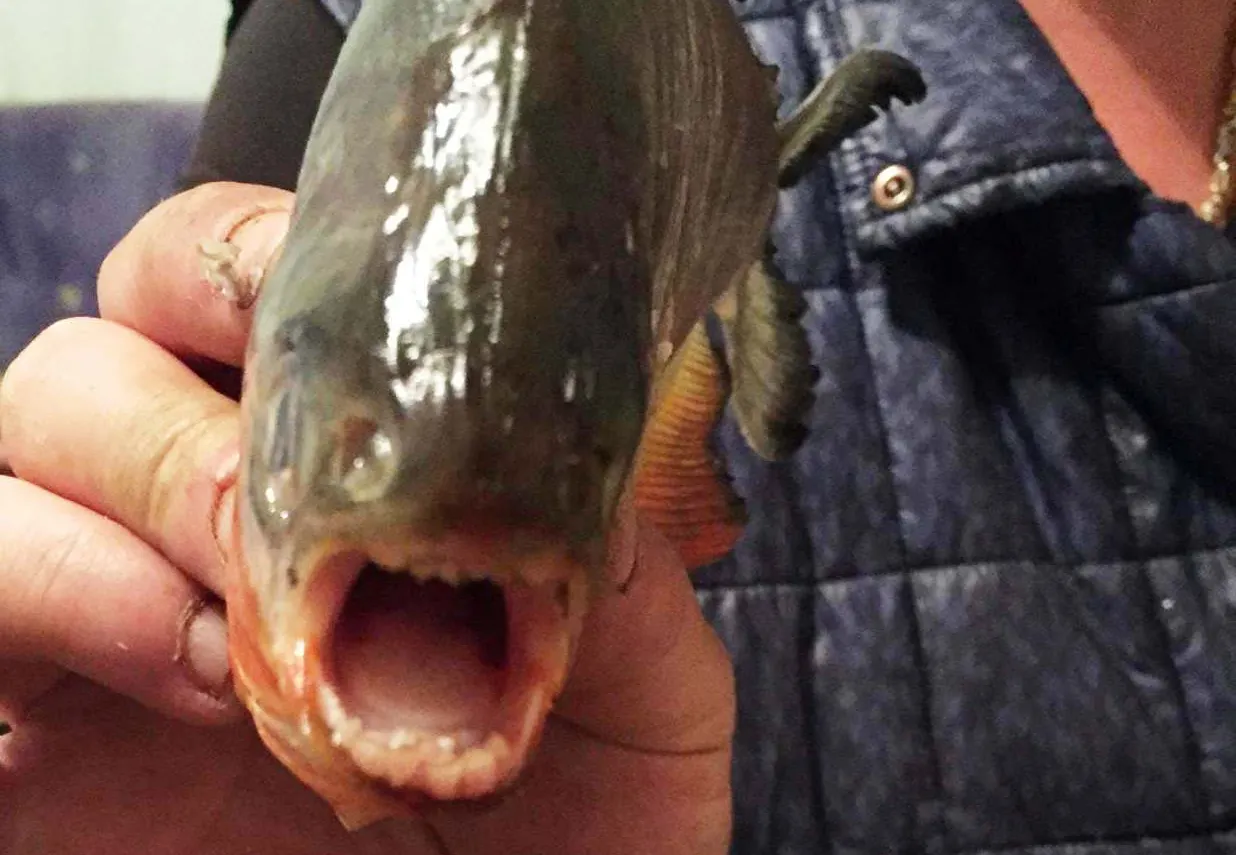 Alertă în Maramureș: pești Piranha, găsiți în apele barajului Firiza, din Baia Mare