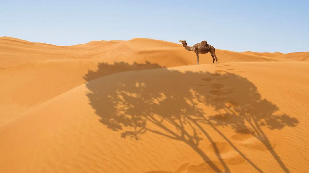 Sahara