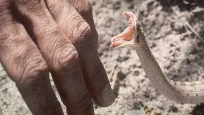 Ce a păţit indianul care a muşcat un şarpe după ce reptila şi-a înfipt prima colţii în el