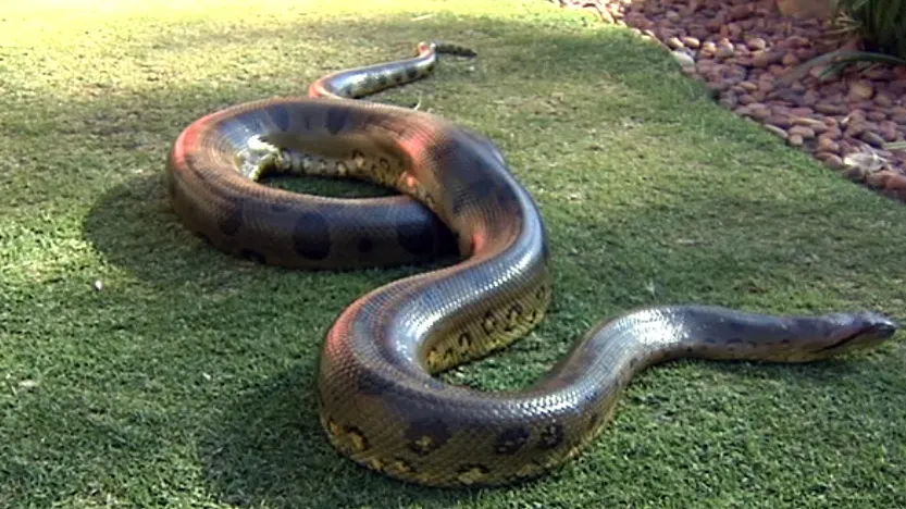 VIDEO șocant. A împuns o anaconda uriașă cu un băț. Ce a urmat e greu de descris în cuvinte