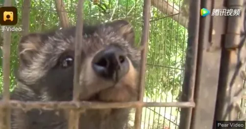 Credea că şi-a luat câine. În câteva luni, şoc! Ce era, de fapt, animalul