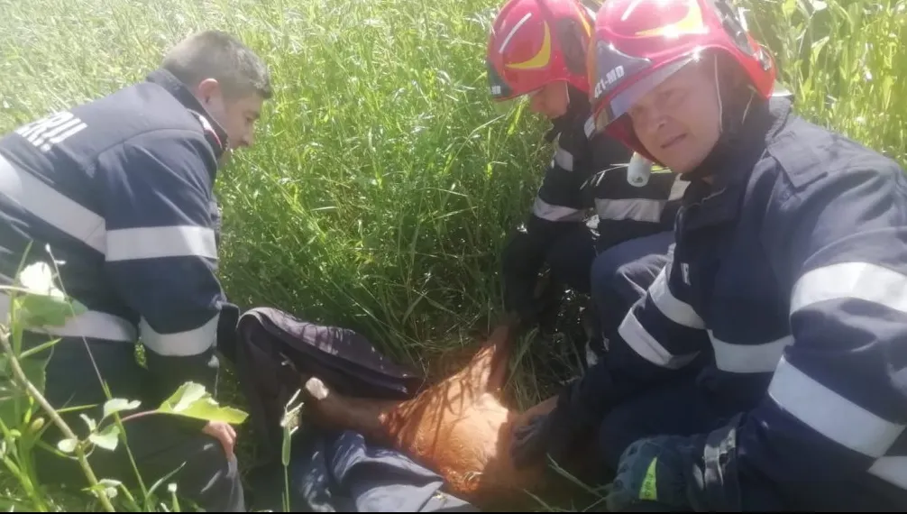 Căprioară salvată după ce a căzut într-un canal