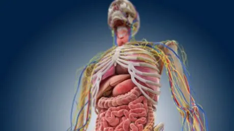 Misterul despre corpul uman care nu există încă în cărțile de biologie din școală