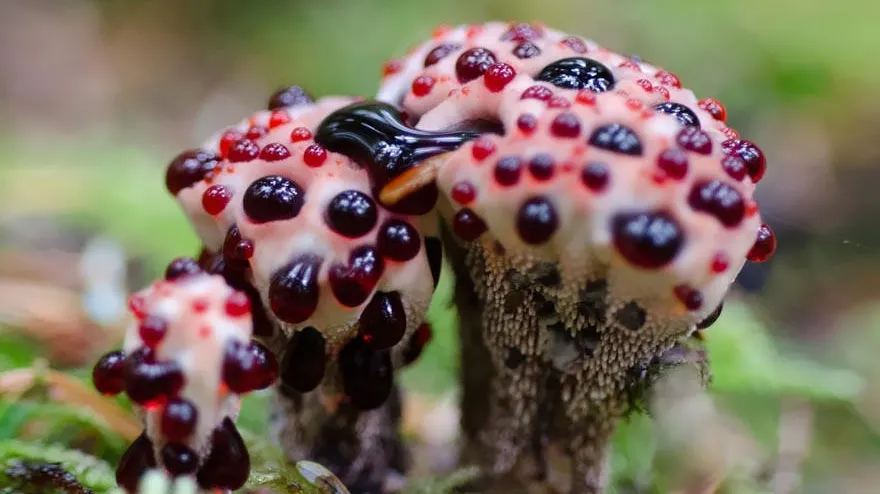 Momentul fascinant descoperit în natură de către specialiști. Ce se întâmplă cu această ciupercă