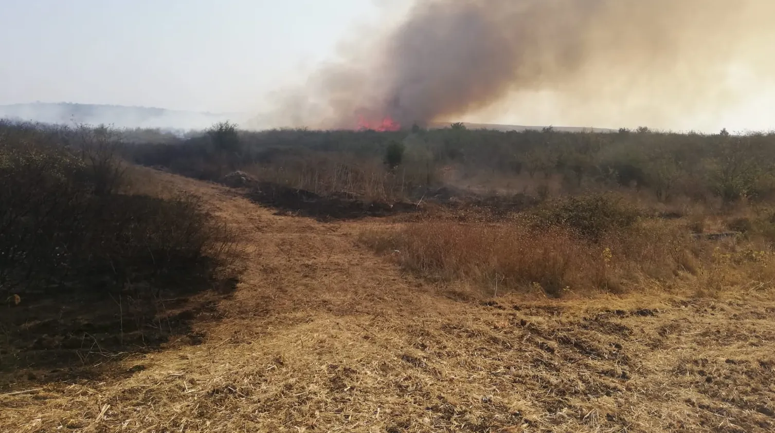 VIDEO Incendiu puternic în Dolj. Au ars 80 de hectare de arbuști și vegetație