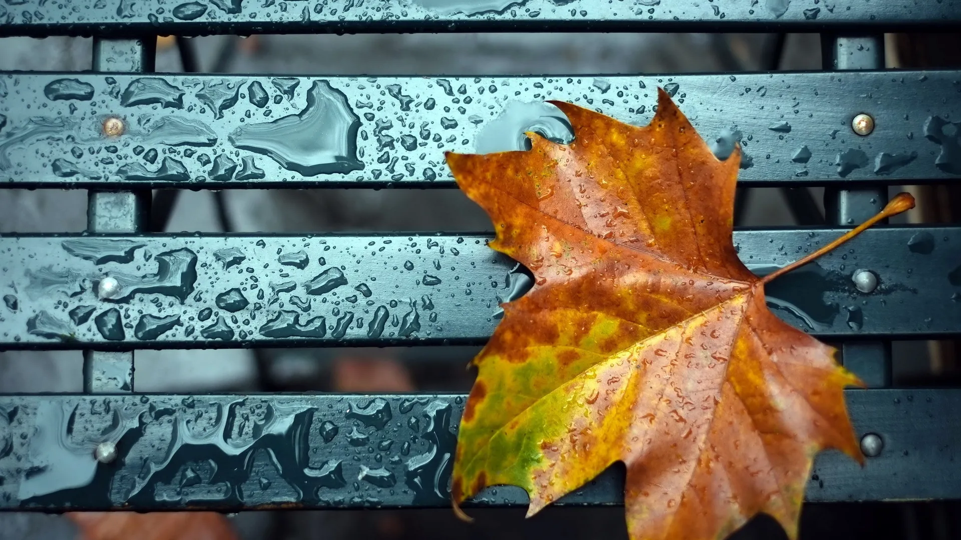 Gata! Toamna își intră în drepturi. Prognoza meteo pentru următoarele zile! 