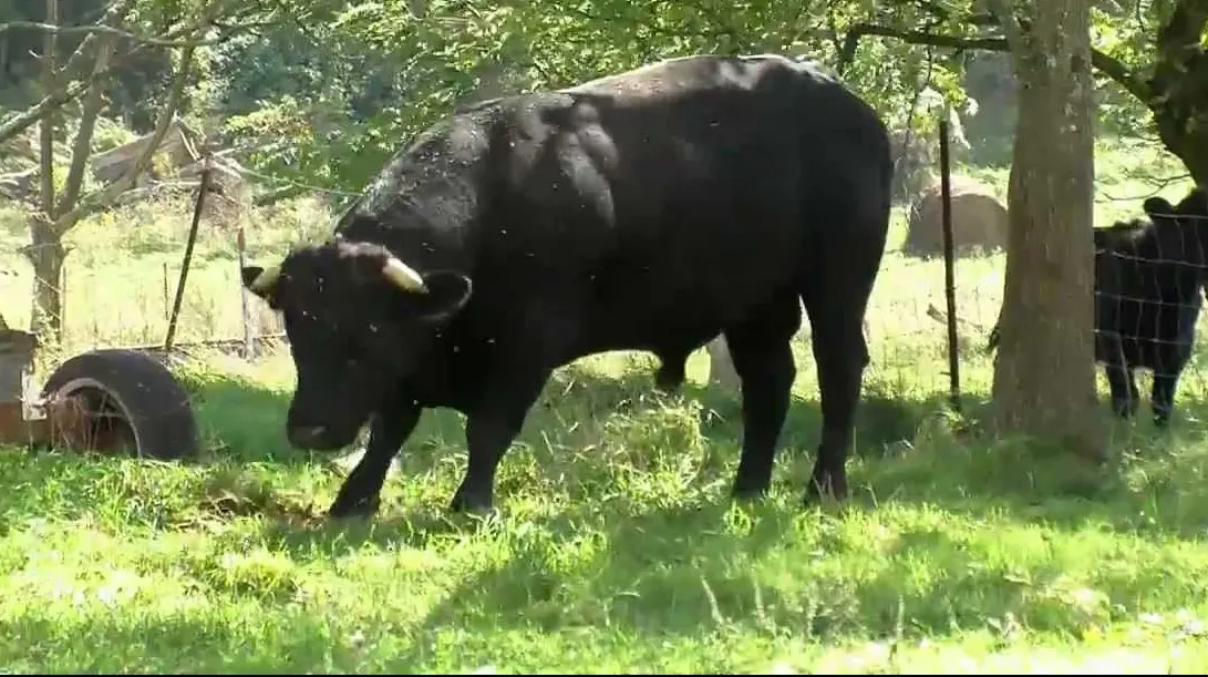 Un taur agresiv a sfâșiat doi oameni în județul Tulcea