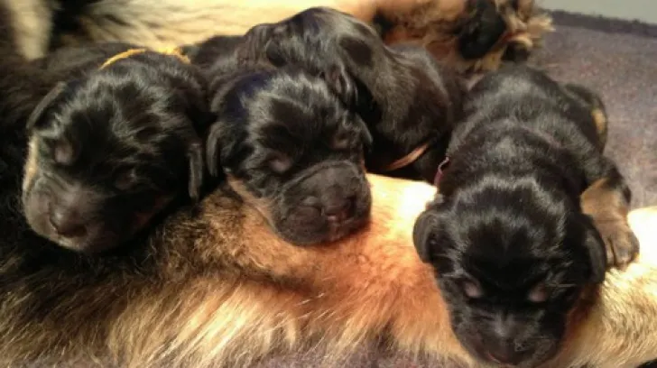 Timp de 2 ani, femeia a crezut că are un câine. ŞOC URIAŞ când a aflat ce bestie crescuse, de fapt