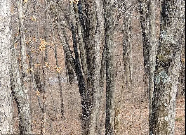 Camuflaj perfect. Un leopard fioros se ascunde în această imagine. Îl vezi?