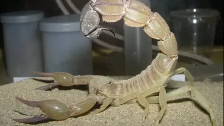 Scorpion ucigător, primit prin poștă de un băiat de 10 ani. A fost o eroare