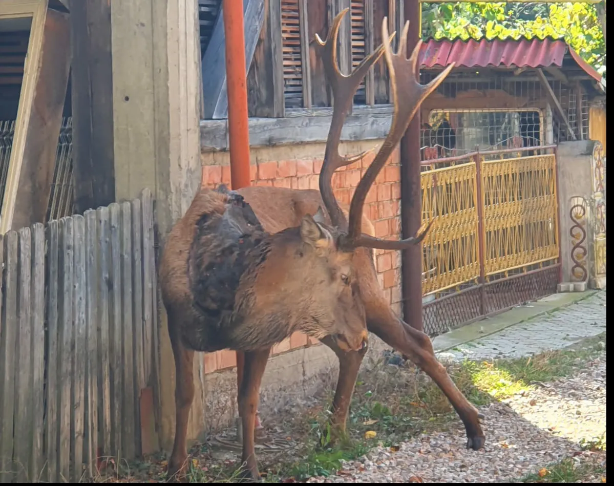 Un cerb împușcat de braconieri a venit să moară printre oameni