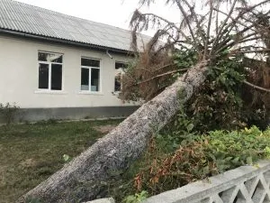 Un brad prăbușit stă nemișcat în fața unei școli din Maramureș de aproape 5 luni