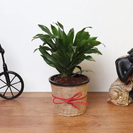 Top 5 plante de apartament rezistente