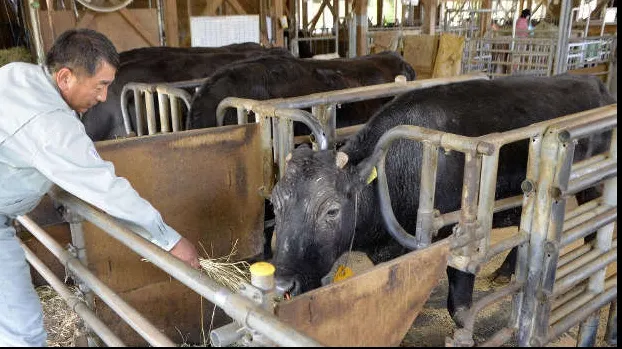 A murit Kaga, prima vacă „născută” prin clonare