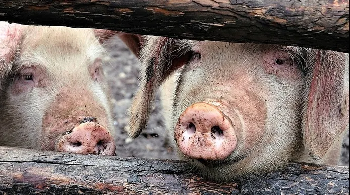 Focar de pestă porcină, confirmat în jud. Covasna. 37 de porci, eutanasiați
