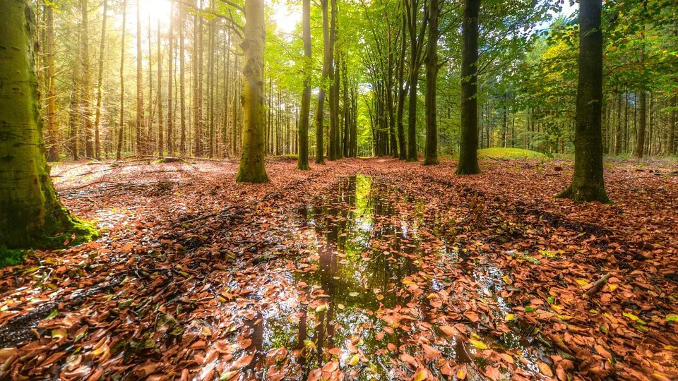 Prognoza meteo noiembrie 2019: Cum va fi vremea în următoarea perioadă?