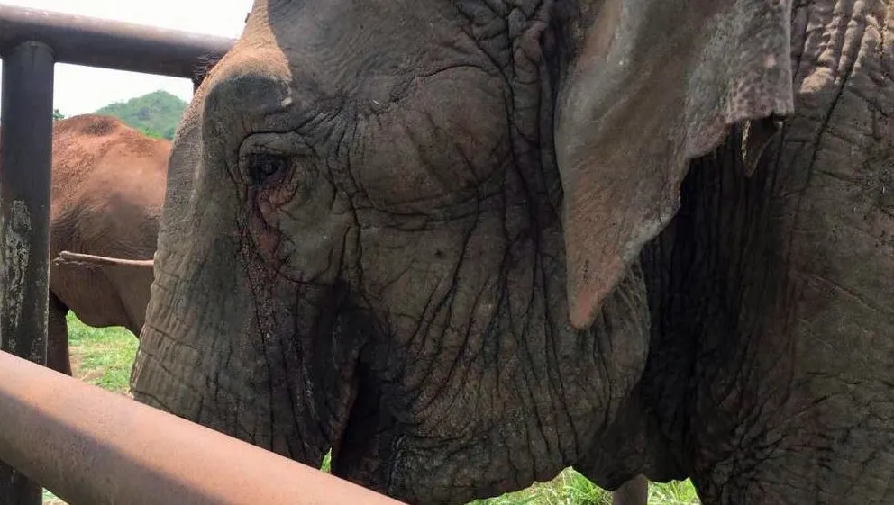 Ultimul elefant de circ din Chile a început o viaţă nouă în Brazilia