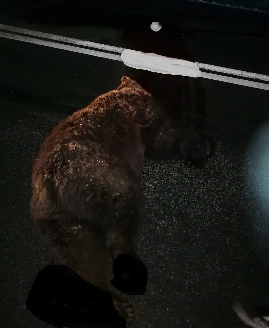 Un nou caz dramatic! Ursoaică lovită mortal de o mașină
