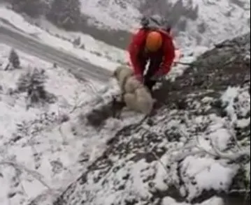 Operațiune spectaculoasă de salvare a unui câine blocat pe o stâncă