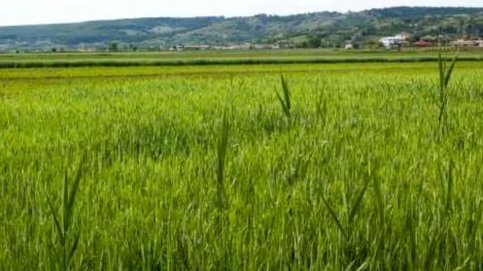 Ministrul Agriculturii: „Zestrea României - jalea de la Domeniile Statului. Un Excel modificat de oricine”