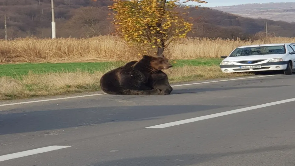Un urs le dă fiori oamenilor. Avertisment prin Ro-Alert