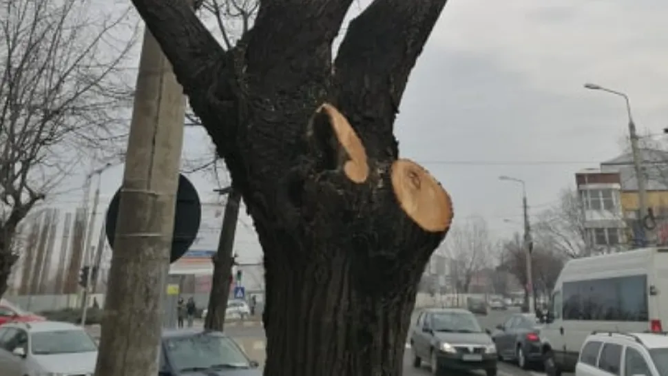 Sebastian Oancea: Primăria Focșani masacrează teii din oraș, fără avize de mediu, sub pretextul unei "toaletări"