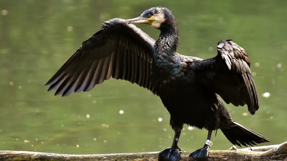 cormorani