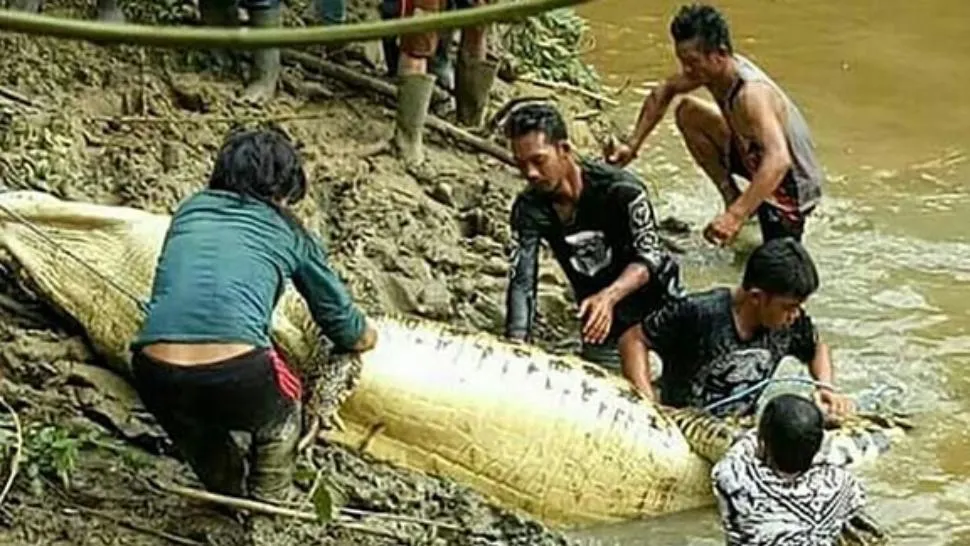 Descoperire înfiorătoare în burta unui crocodil de 7 metri!