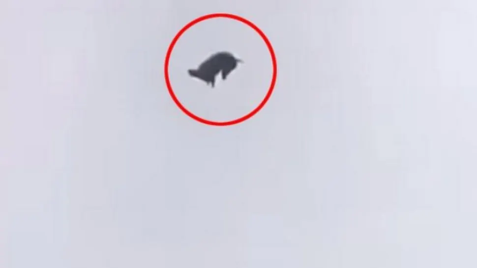 VIDEO Un milionar a "primit" un porc mort în piscină