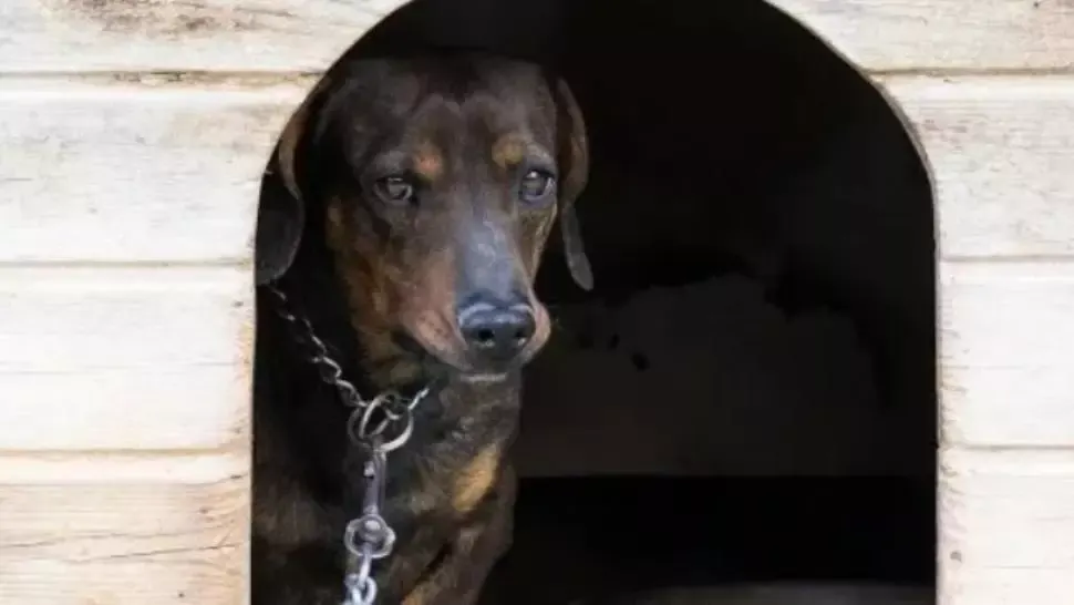 Caz şocant, în jud. Olt. Rămăşiţele unui bărbat, găsite într-o curte. A fost mâncat de propriul câine