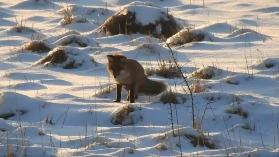 Vulpe la vânătoare în pădurile din Caraș-Severin Foto: Facebook/Romsilva