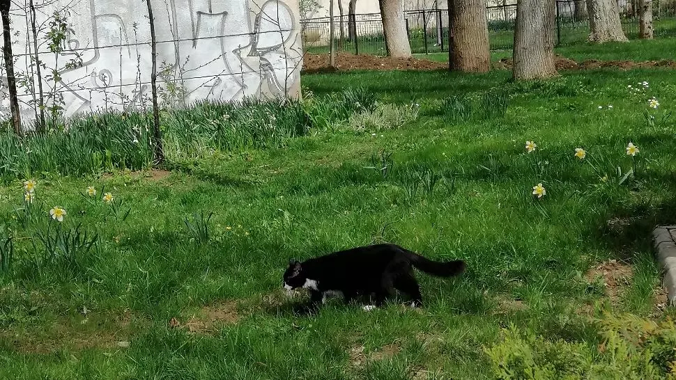 pisica cumparaturi berceni