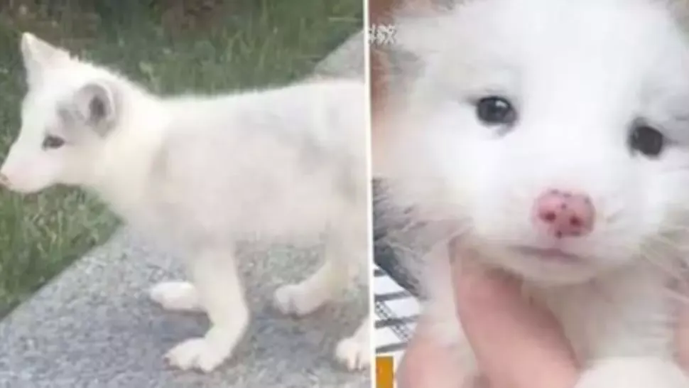 "Acesta NU este un câine!". Femeia a îngheţat când a aflat ce crescuse, de fapt, în casă