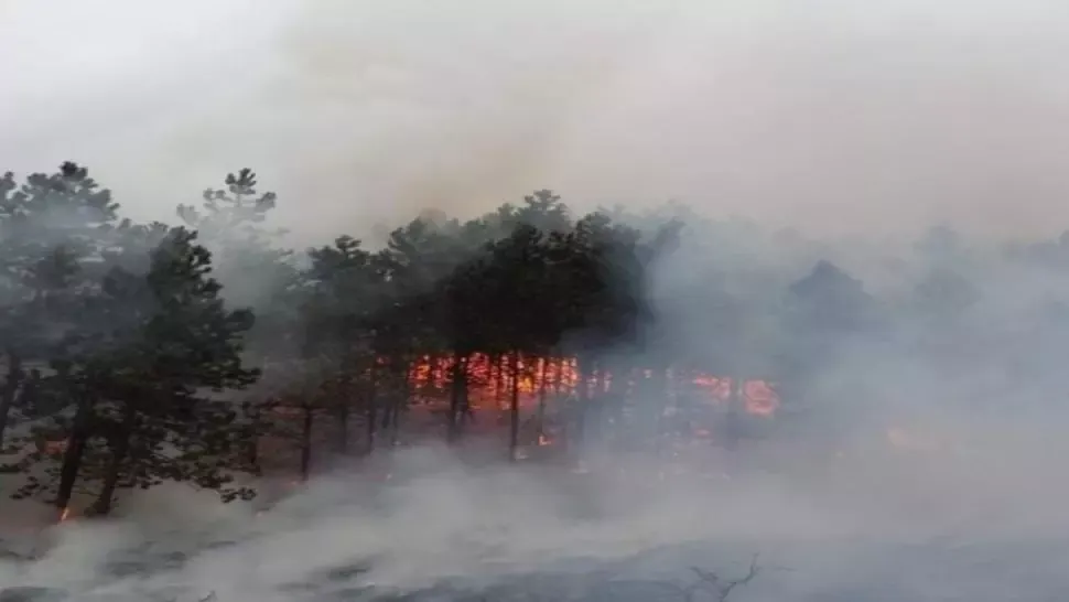 VIDEO Incendiu în pădurea Făget de lângă Cluj-Napoca