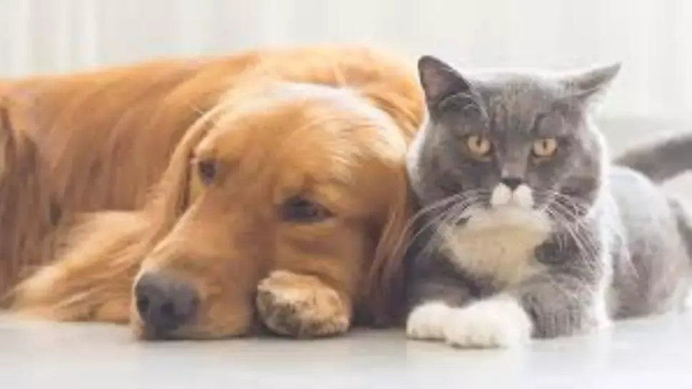 Animale de companie