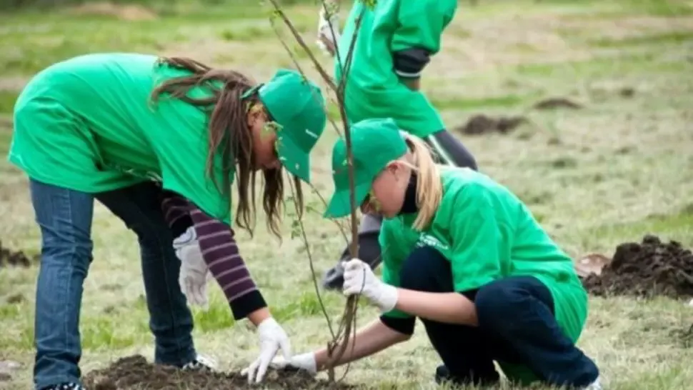 Suceava plantare copaci