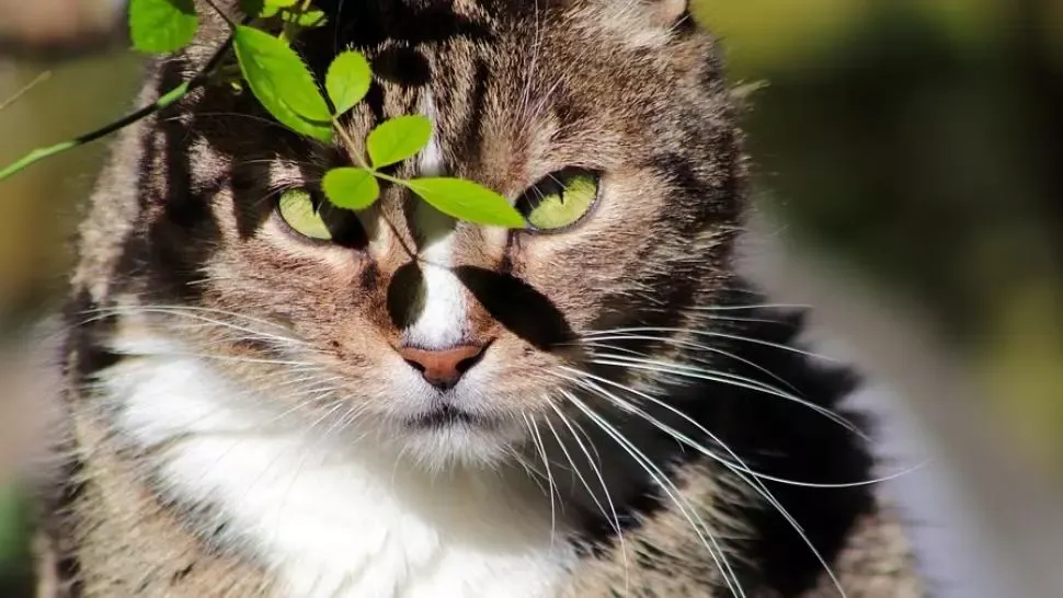 STUDIU: Pisicile pot contracta coronavirusul. Ce animale de companie sunt vulnerabile