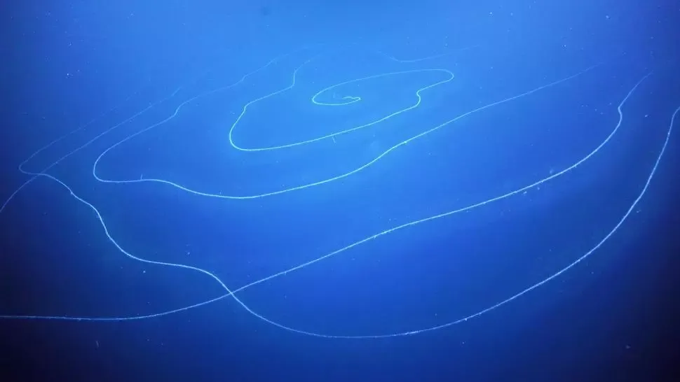 Cea mai lungă viețuitoare marină din lume Foto: Schmidt Ocean Institute